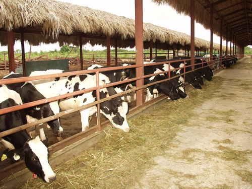 Luis Abinader respalda productores de leche en sus demandas