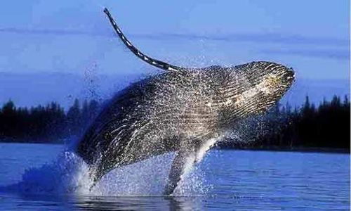 Ballenas jorobadas regresan nuevamente a las aguas dominicanas