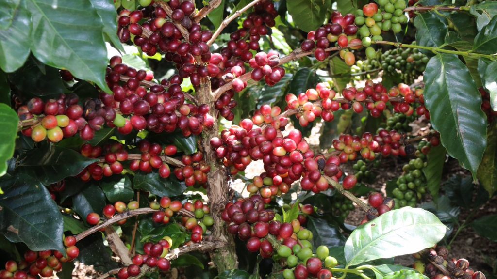 INDUBAN presenta variedades de café resistentes a la roya; Medina e Hipólito encabezan acto