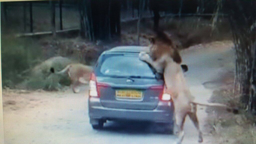 (VIDEO) León ataca coche en parque safari
