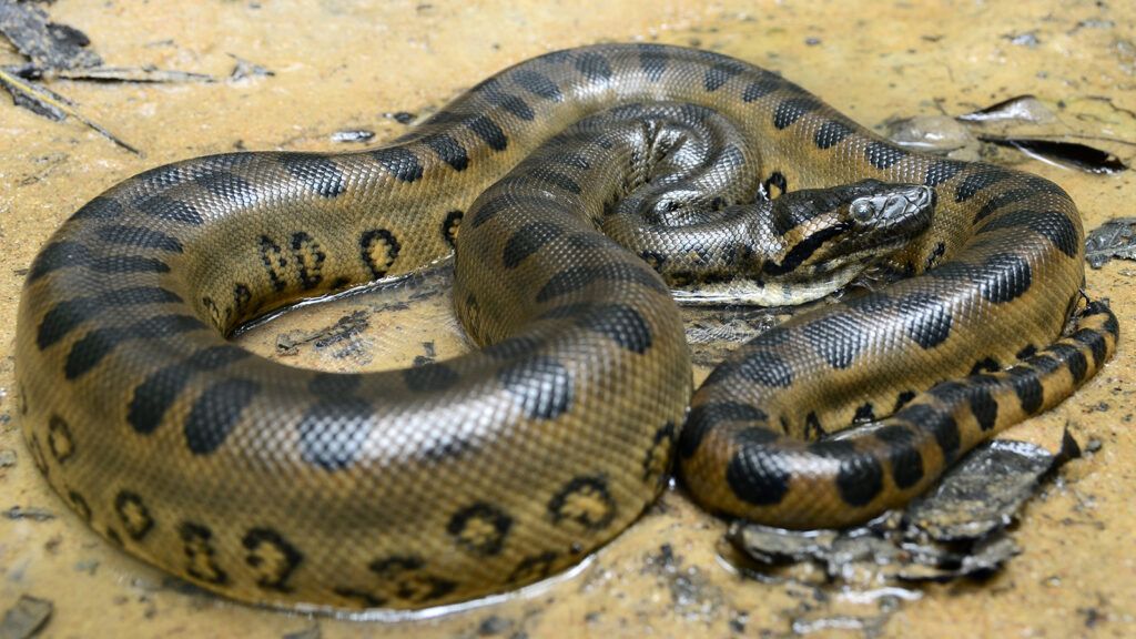 Joven muere cuando intentaba tener intimidad con una serpiente