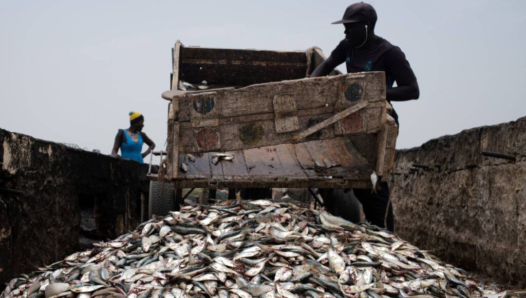 Las fábricas de harina de pescado expolian África
