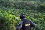 Golpe al narcotráfico: autoridades desmantelan extensa plantación de marihuana